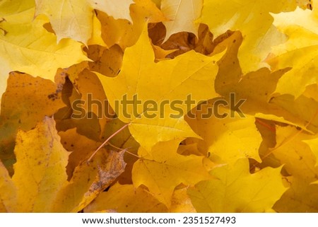 Autumn beautiful yellow leaves background. Selective focus. Nature.
