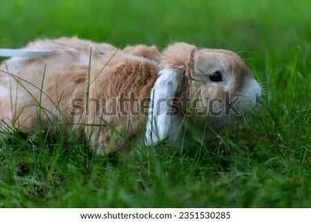 cute white-beige rabbit bunny on leash after competition race, green background, pet photography, bunny hop, kaninhop, copy space, Easter concept, copy space, rabbit eating grass