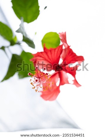 Fragile red hibiscus flower head showcases natural beauty and freshness. Concept image,selective focus