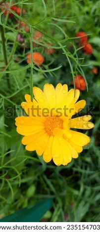 Marigold flowers in the garden in summer.