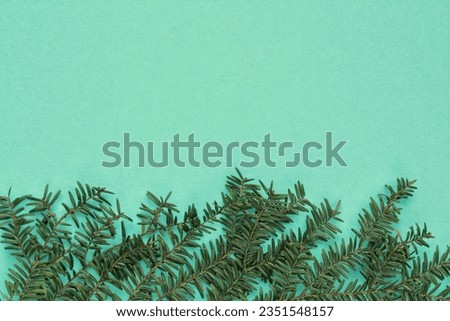 Green spruce branch on green background with copy space. Christmas tree decoration. New year, winter holiday card. Fir, pine twig. Promotion of the poster sale or percent discount in the store