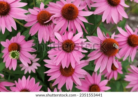 Purple coneflowers and bee in the garden - top view Royalty-Free Stock Photo #2351553441