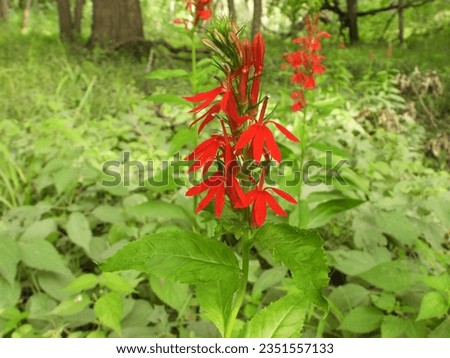 Lobelia cardinalis (Cardinal Flower) Native North American Wetland Wildflower
