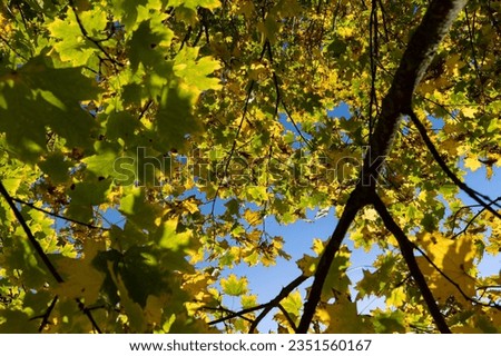 Yellowing maple foliage in the autumn season, maple foliage in the autumn season in leaf fall