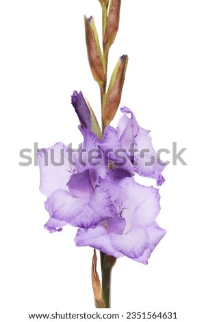 Purple gladiolus flowers isolated against white Royalty-Free Stock Photo #2351564631