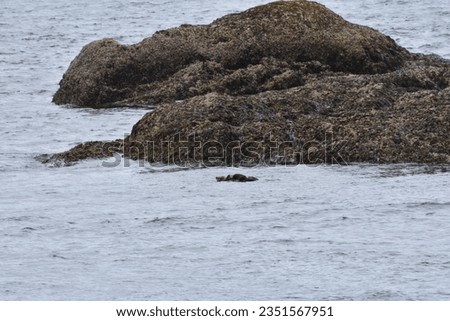 Alaskan otters peeping their heads from Alaskan sea water