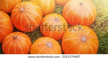 Harvesting pumpkins. HalloweenRipe orange pumpkins on the grass. Banner size.