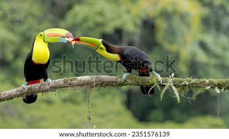 a keel-billed toucan, on a branch, feeding banana to a companion at boca tapada in costa rica