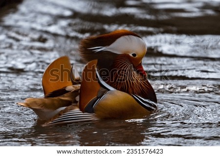 Mandarin Duck swimming in the water