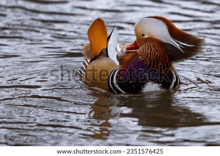 Mandarin Duck swimming in the water