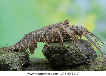 A brown rock lobster looking for food in shallow sea water where there is a lot of algae growing. This marine animal with high economic value has the scientific name Panulirus homarus. Royalty-Free Stock Photo #2351581117