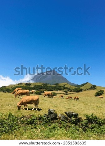 Mount Pico, a volcano, in a green landscape with cows and blue sky on the background. Pico Island, Azores, Portugal. Royalty-Free Stock Photo #2351583605