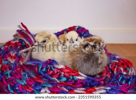 Baby Chicks in a Scarf