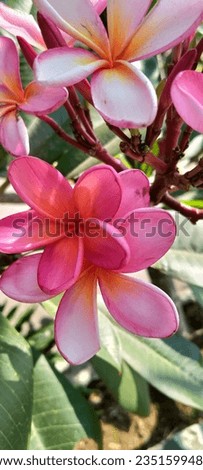 radiant pink frangipani flowers spoil the eye