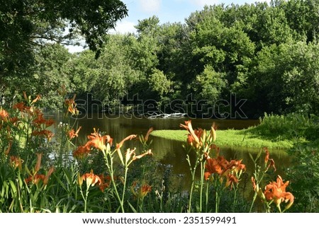 Summer in Burlington, Wisconsin, Orange Lillies near the Fox River