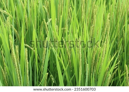 Green summer rice plants in rice paddy