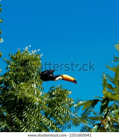 toucan flying in Sky blue 