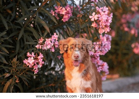 dog in pink Nerium flowers. Nova Scotia duck tolling retriever in nature. Pet outdors  Royalty-Free Stock Photo #2351618197
