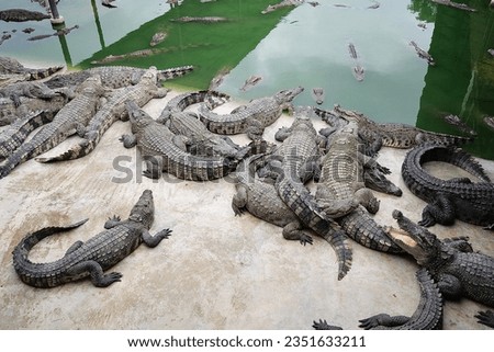 Crocodile animal zoo Thailand background 