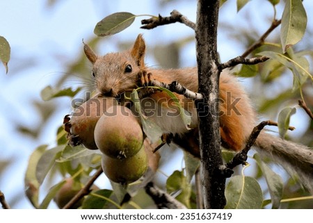 Animal life in nature. A charming wild red squirrel sits on the branches of a pear tree and eats pears with an appetite.