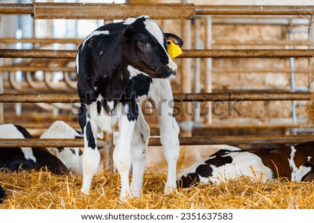 Close cute young calf lies in straw. calf lying in straw inside dairy farm in the barn. New born calf resting on straw bed Royalty-Free Stock Photo #2351637583