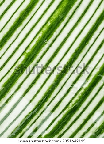 The pattern of the leaves is green and white stripes.