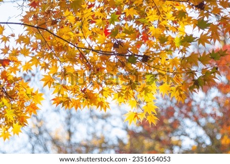 Beautiful and cute red autumn maple leaves (momiji maple leaves) wallpaper background. Karuizawa, Japan