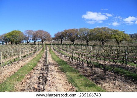Vineyards in Tasmania Australia
