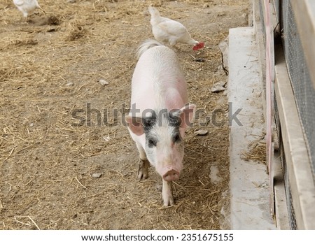 a photography of a pig and chickens in a pen with hay, sus scrofa and chickens in a pen with a pig and chicken.