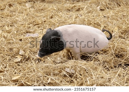a photography of a pig in a field of straw with a black nose, sus scrofa is a small pig that is standing in the hay.