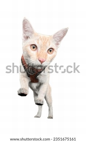 a photography of a cat with a collar on standing up, egyptian cat with a collar and a collar around its neck.