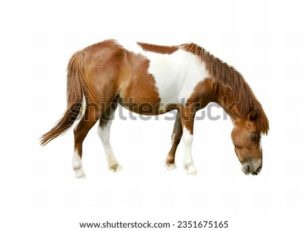 a photography of a horse eating grass on a white background, sorrel horse eating grass on white background with no one around.
