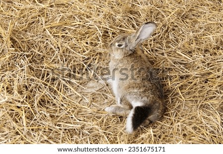 a photography of a rabbit laying on top of a pile of hay, cottontail rabbit laying on hay in a barn with hay.