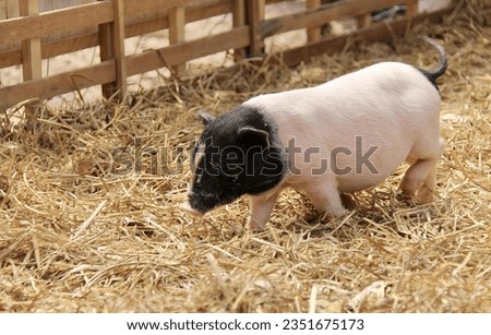 a photography of a pig standing in hay next to a fence, sus scrofa is a small pig standing in a pen.