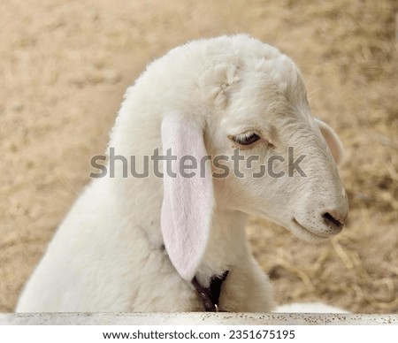 a photography of a sheep with a collar on sitting in the dirt, tup of white sheep with ears sticking out sitting in a pen.