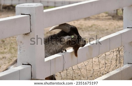 a photography of a goat looking over a fence at a cat, snake - rail fence with goat looking through it in a fenced in area.