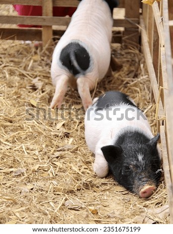 a photography of two pigs in a pen with hay and straw, sus scrofa and a pig are in a pen with straw.