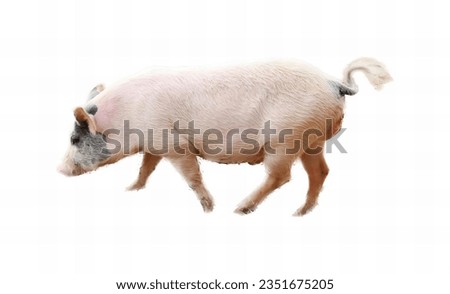 a photography of a pig walking across a white surface, sus scrofa, a pig with a white background.