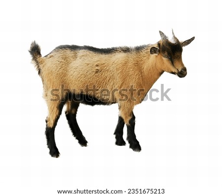 a photography of a goat standing on a white surface, capra ibexor goat standing on white background with black legs.