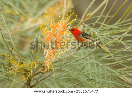 The adult male Scarlet Honeyeater is a vivid scarlet red and black bird with whitish underparts. Royalty-Free Stock Photo #2351675499