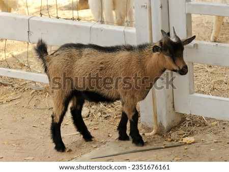 a photography of a goat standing next to a fence in a pen, capra ibexor goat standing in front of a fence in a pen.