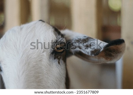 Several types of goats are kept in cages and kept for their meat as food