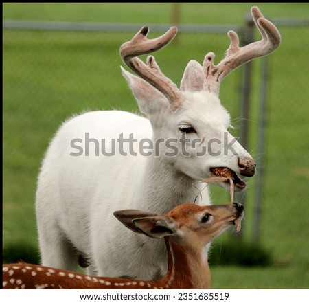 nice picture of white deer with is baby brown deer