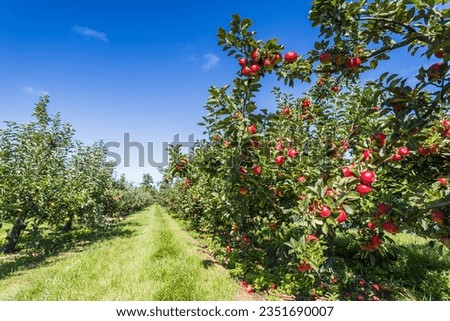 Two rows of apple trees full of fruit seen under a blue sky in Norfolk nearly ready for picking. Royalty-Free Stock Photo #2351690007