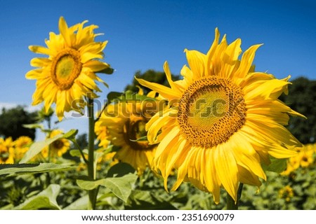 Rich yellow and golden coloured sunflowers pictured under a bright blue sky in Suffolk in the summertime.