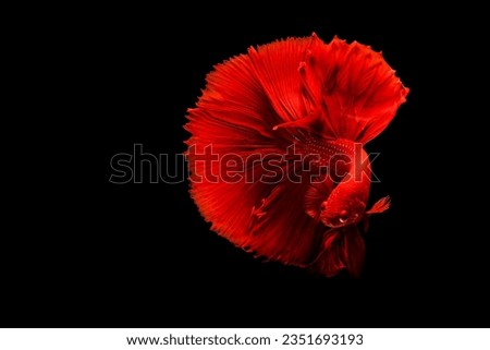 In the vivid underwater scene, a striking red fish commands attention with its vibrant hues. Its scales shimmer as they catch the dappled sunlight filtering through the water's surface.