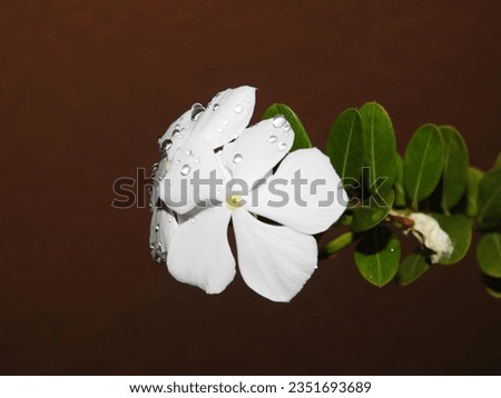 Closeup of beautiful pink or white color Periwinkle Madagascar flower in a plant with nature background.