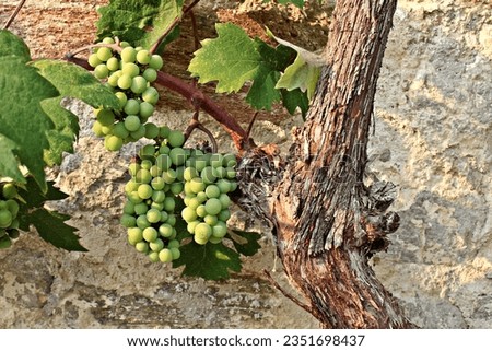 Unripe grapes on branch agains the old wall