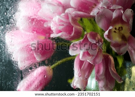 Bright spring flowers. Pink tulips through wet glass on a black background. Can be used as a picture or postcard