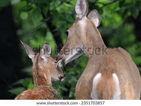 nice picture of fawn deer love her baby